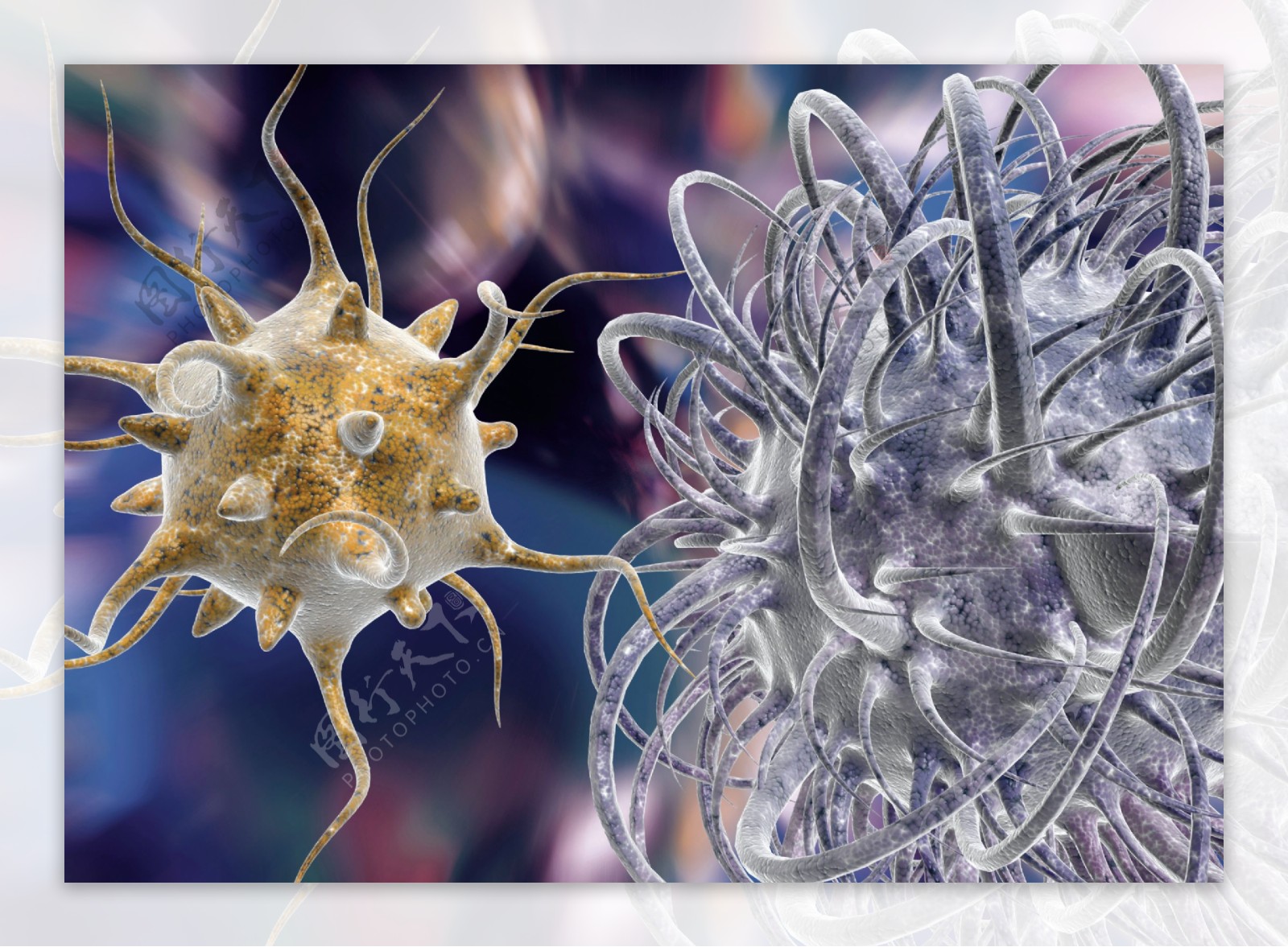 胡须状的微细胞图片