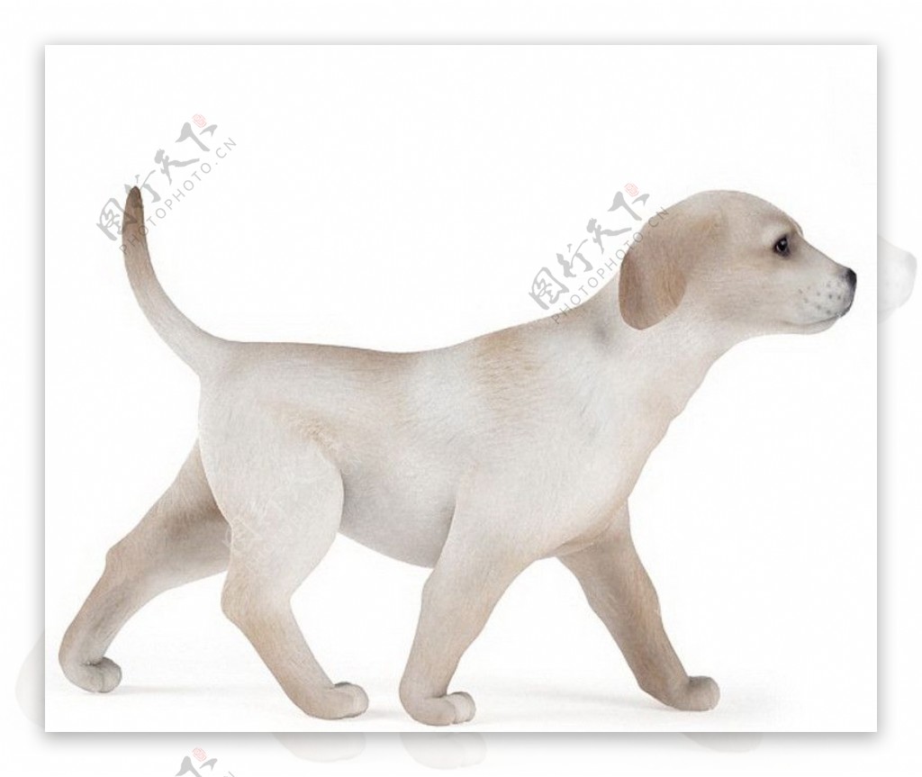 狗小狗模型动物图片