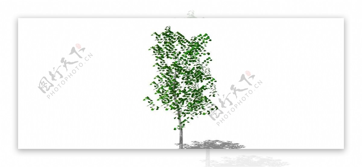 桦树图片