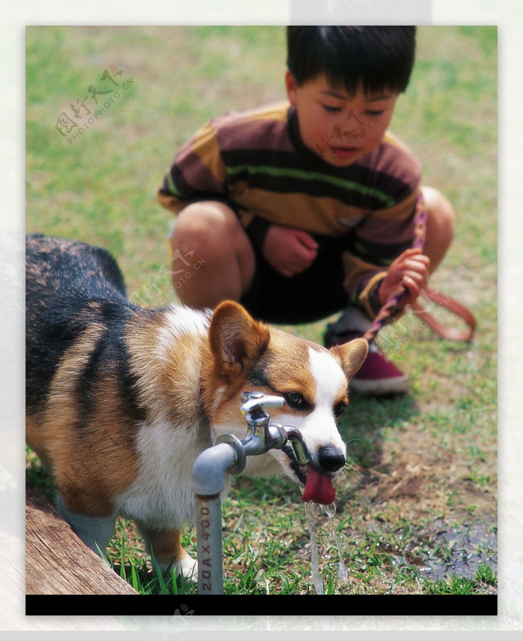 男孩与狗狗图片