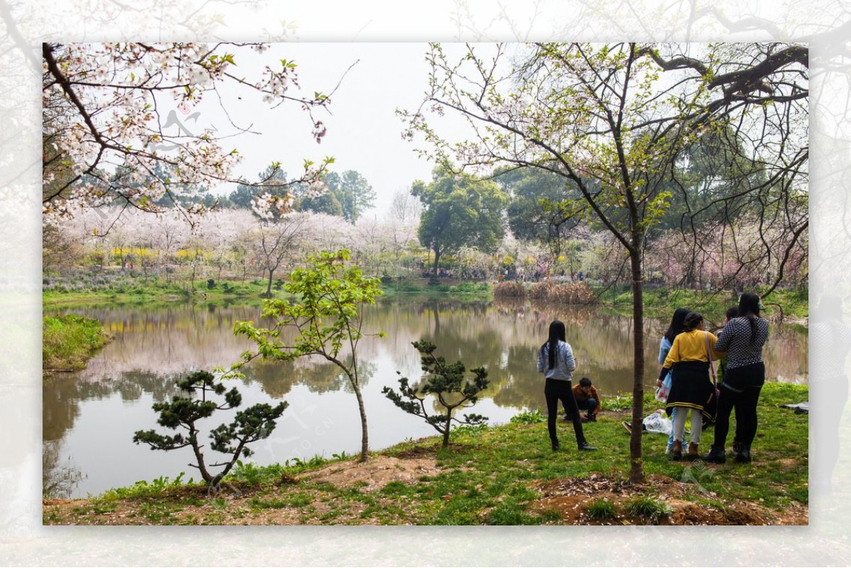 东湖风景区樱花节图片