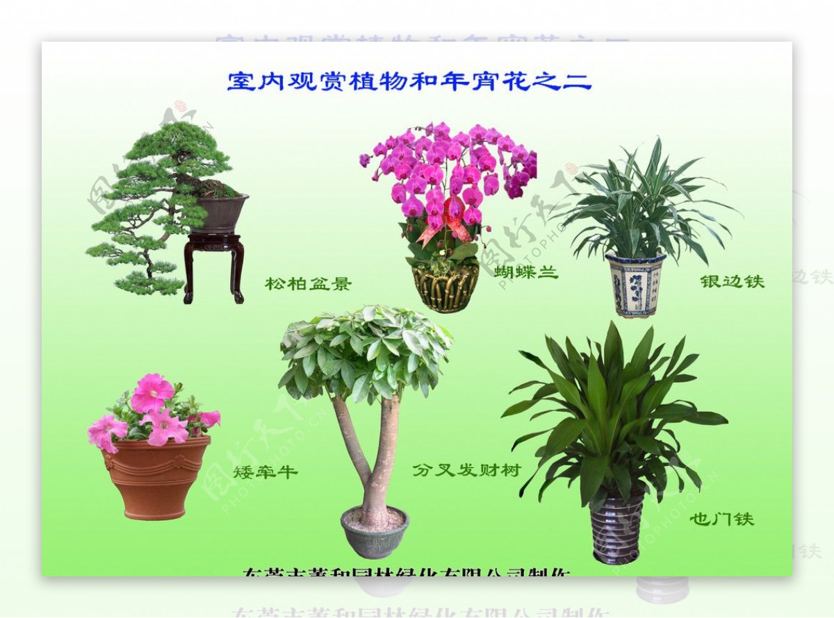 室内观赏植物和年宵花之二图片