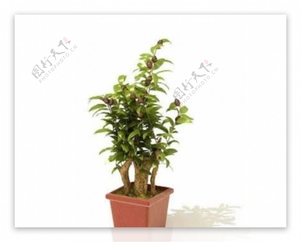 室内盆景植物图片