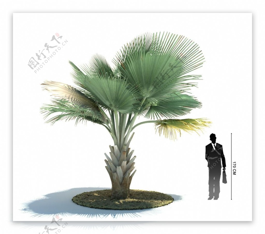 观赏植物3D模型图片