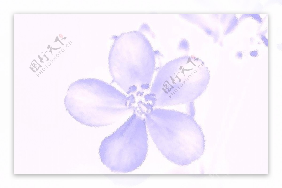 抽象紫色的花图片