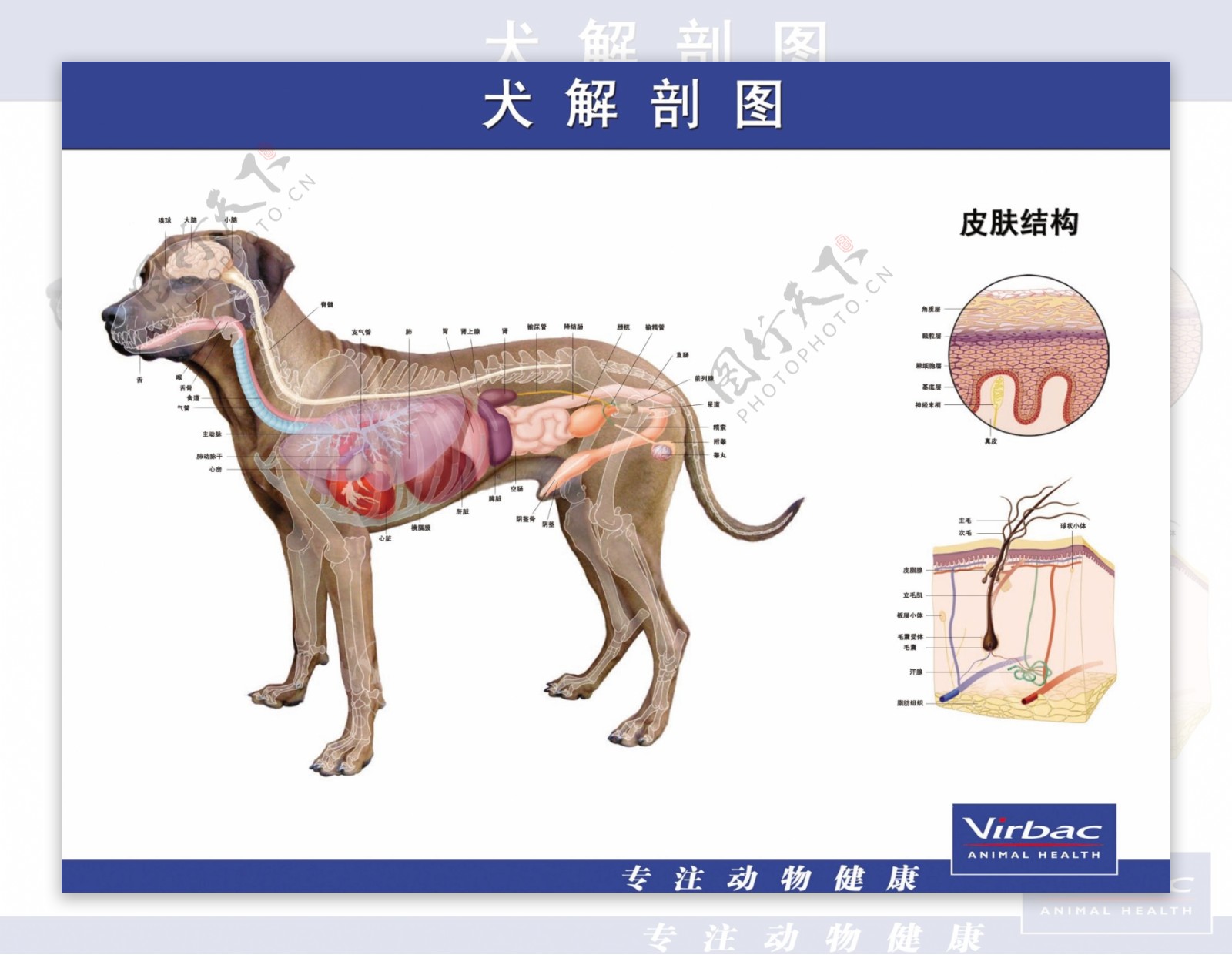 犬解剖图图片