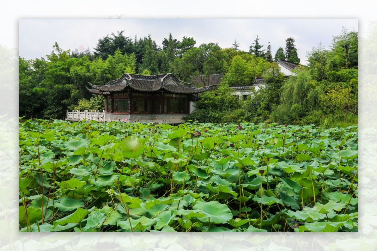 茱萸湾图片