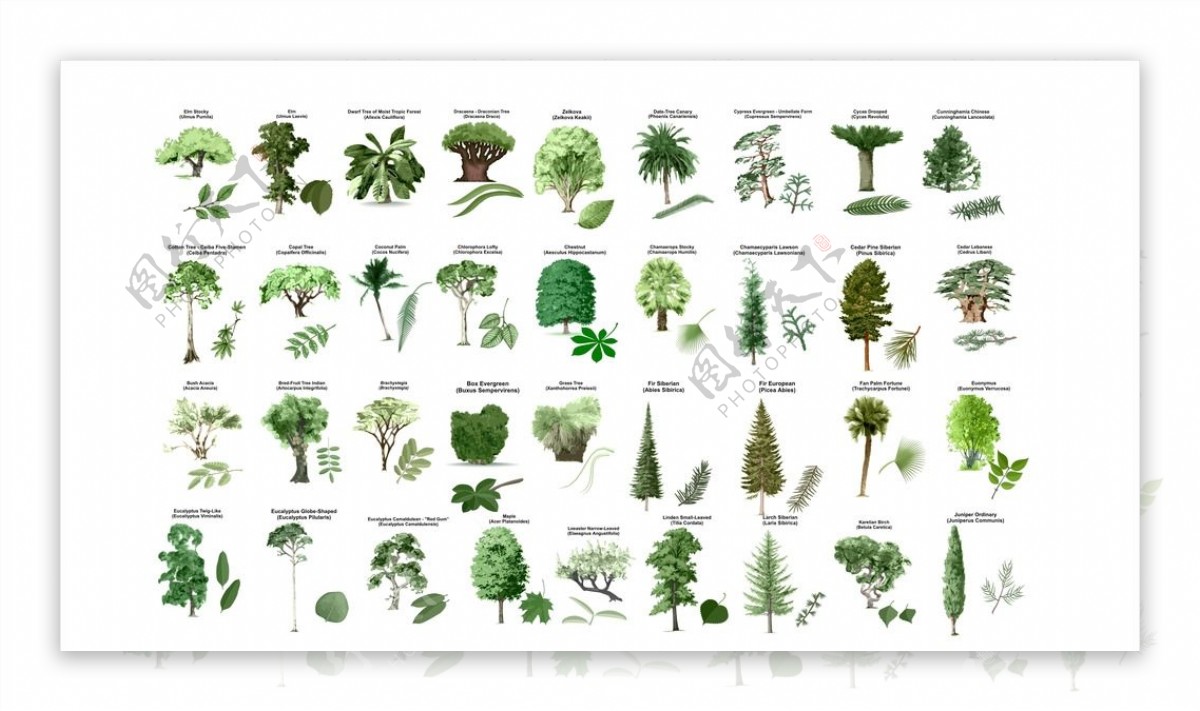 植物植物合集手绘植物图片