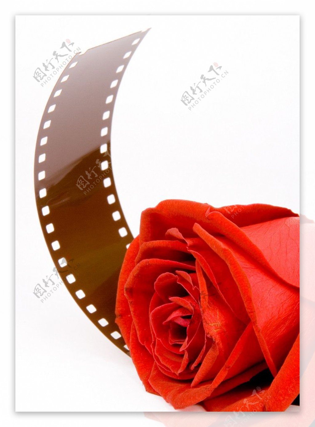 红玫瑰和电影带图片