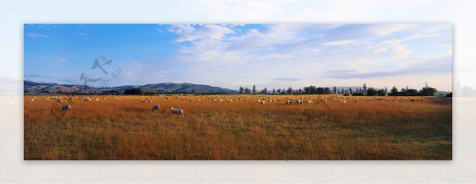 大幅风景草原放牧羊群图片