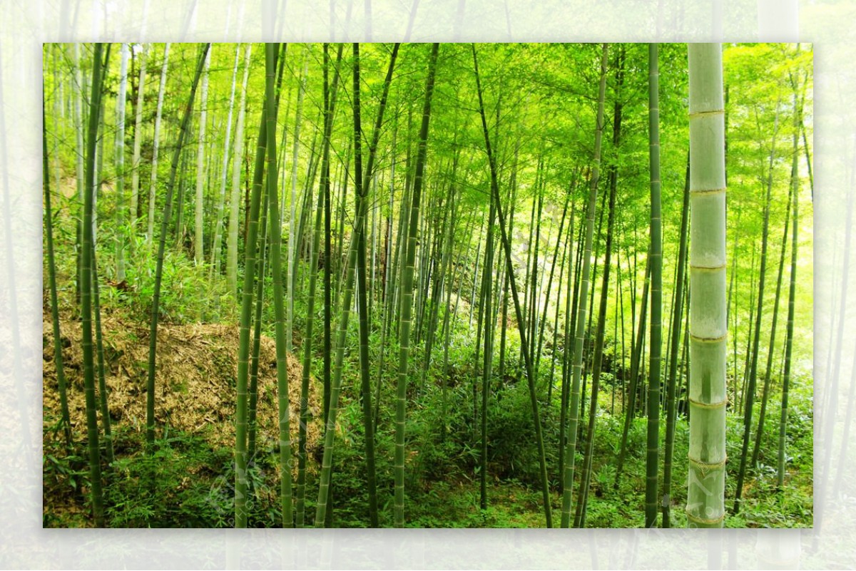 山坡毛竹林图片