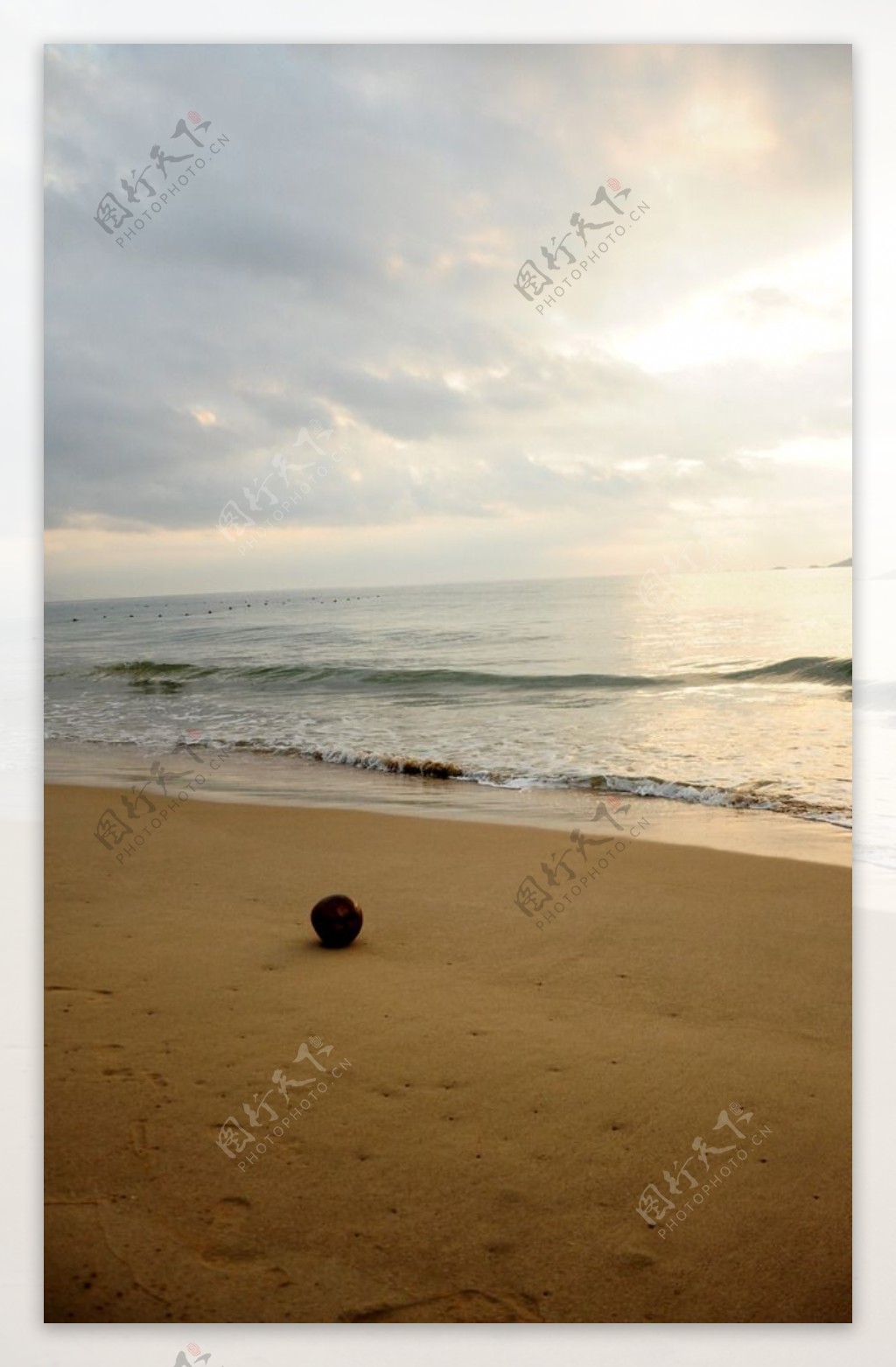 沙滩椰子图片