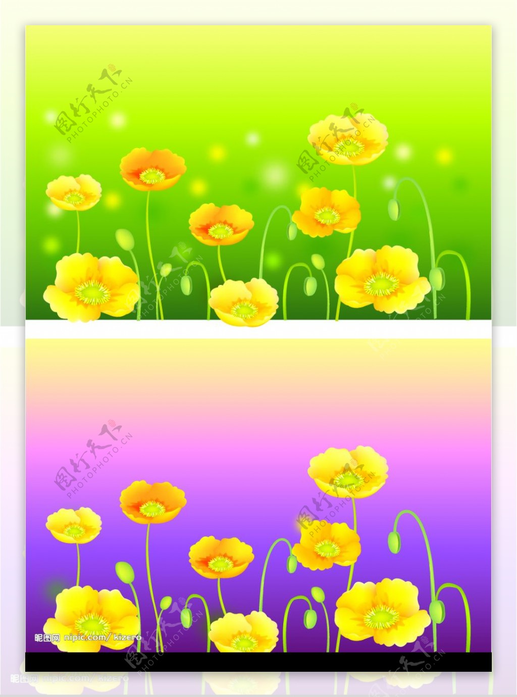 花卉太阳花图片
