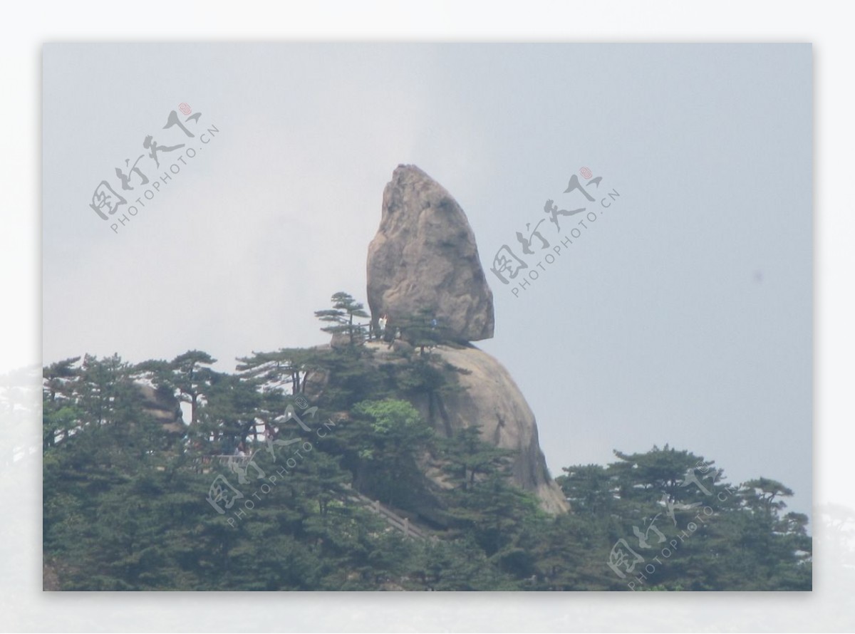 黄山风景区黄山松树图片