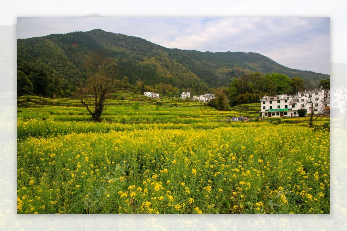 江岭梯田油菜花图片