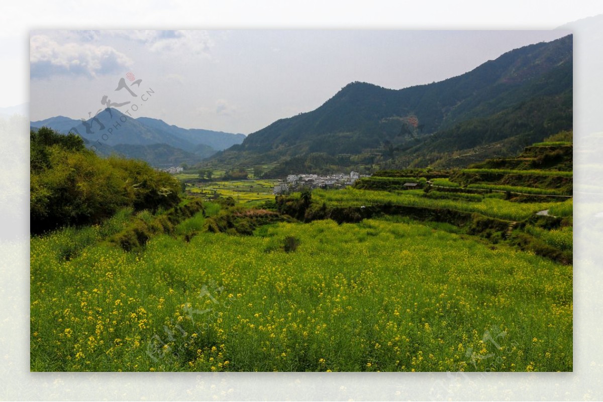 江岭梯田油菜花图片