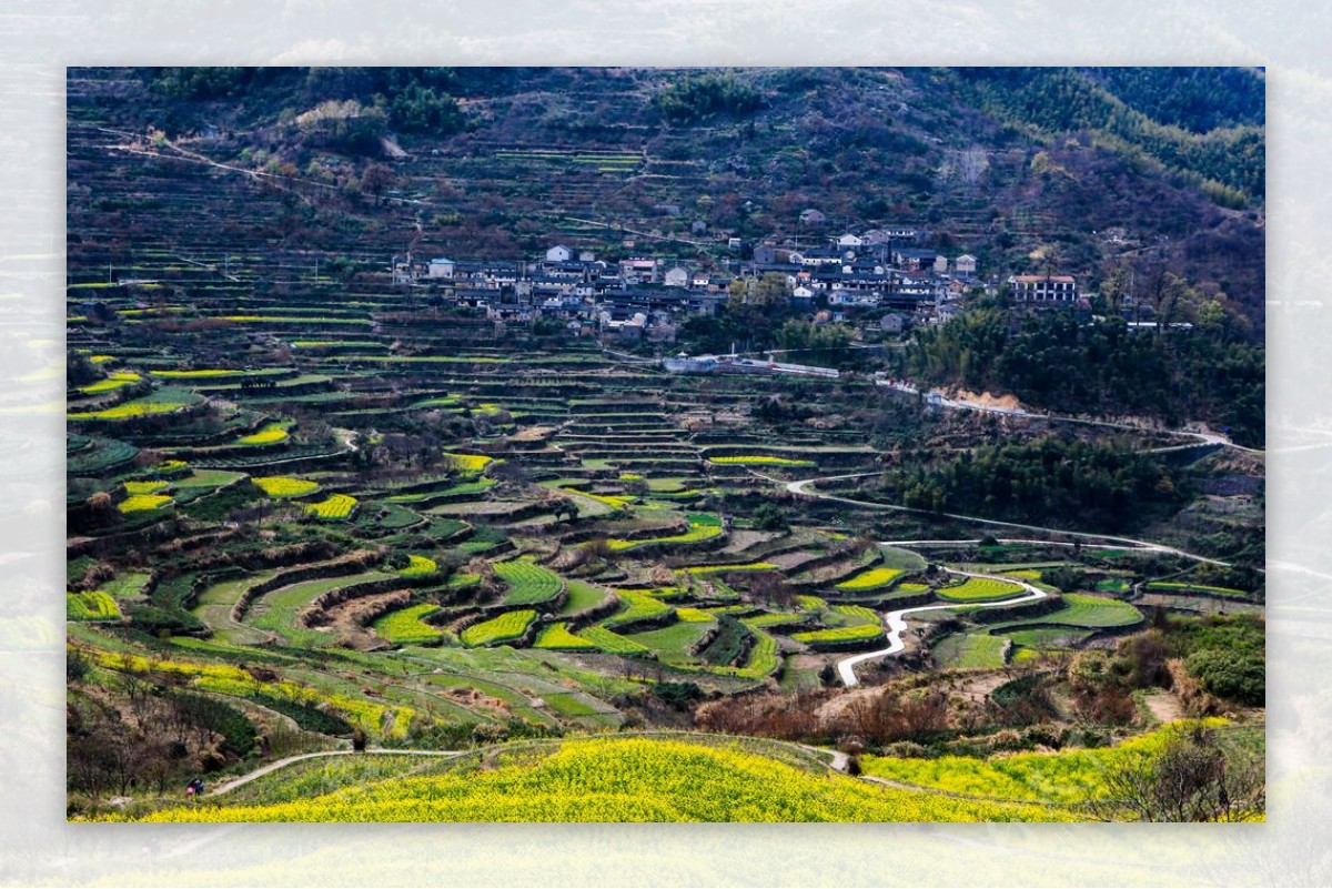 覆卮山梯田油菜花图片