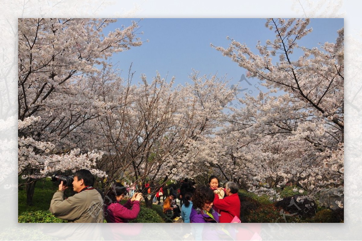 樱花节赏樱图片