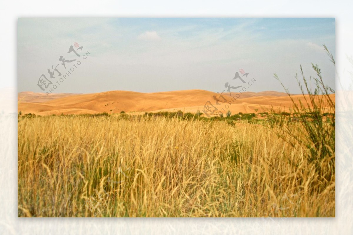 沙漠中的草原图片