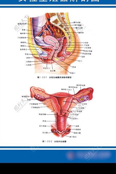 女性生殖器解剖图写真展板图片