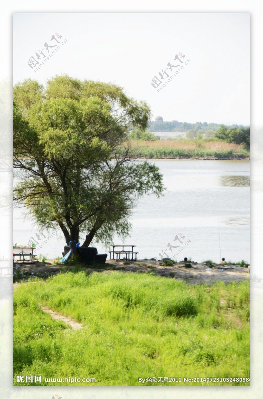江边一棵树图片