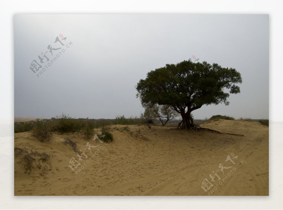 沙漠中的绿树图片