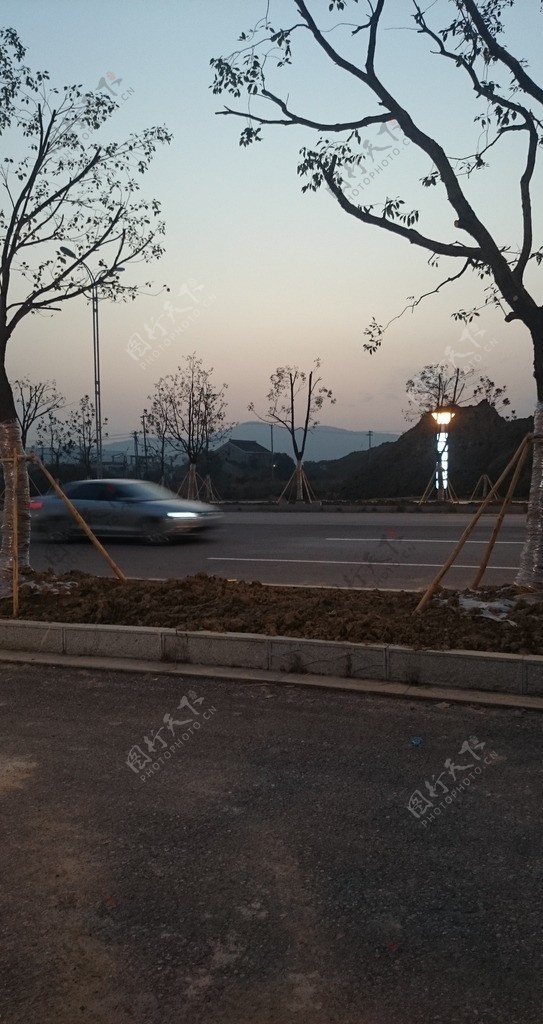 夜幕下的树枝图片