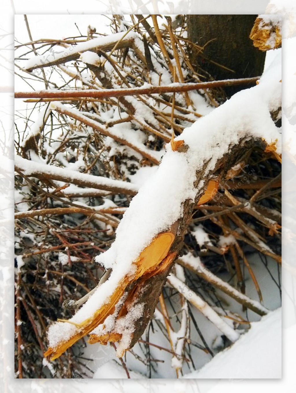 雪景树枝积压图片