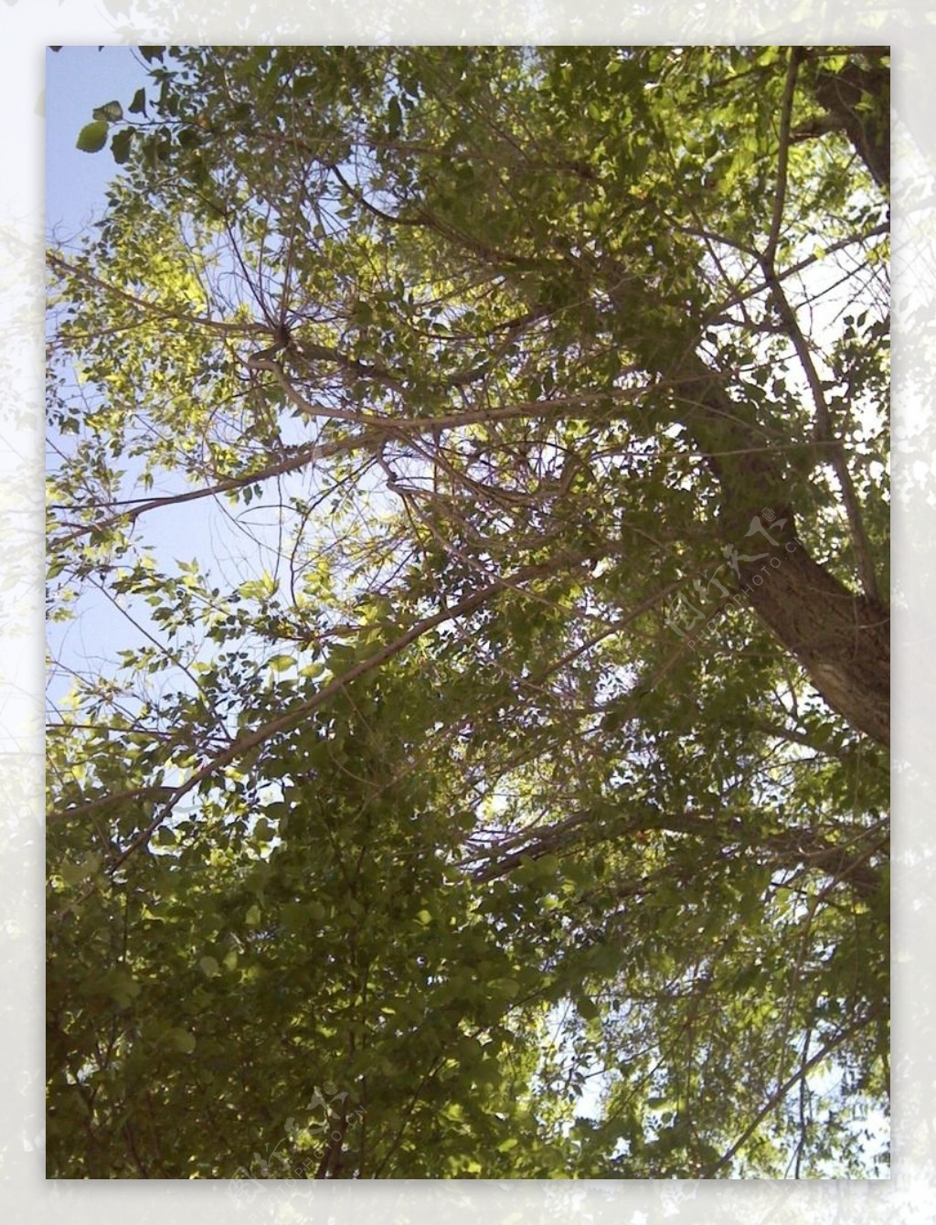 大树蓝天图片