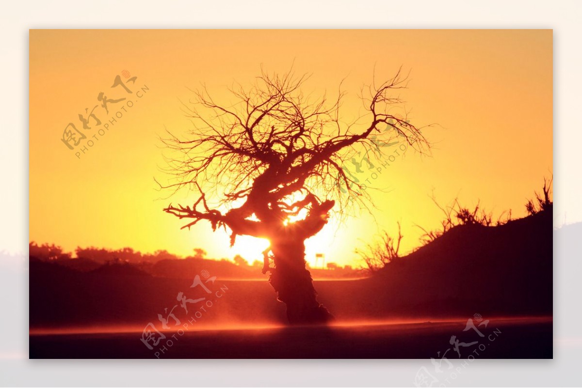 北戴河夕阳大树美景图片