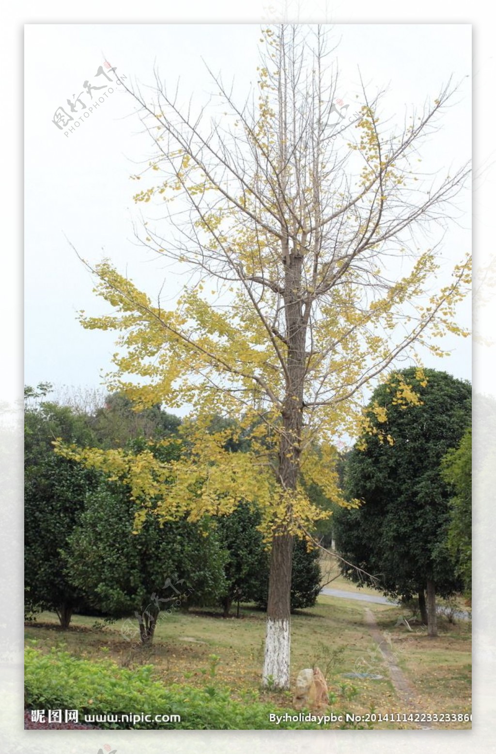 秋季景观树图片