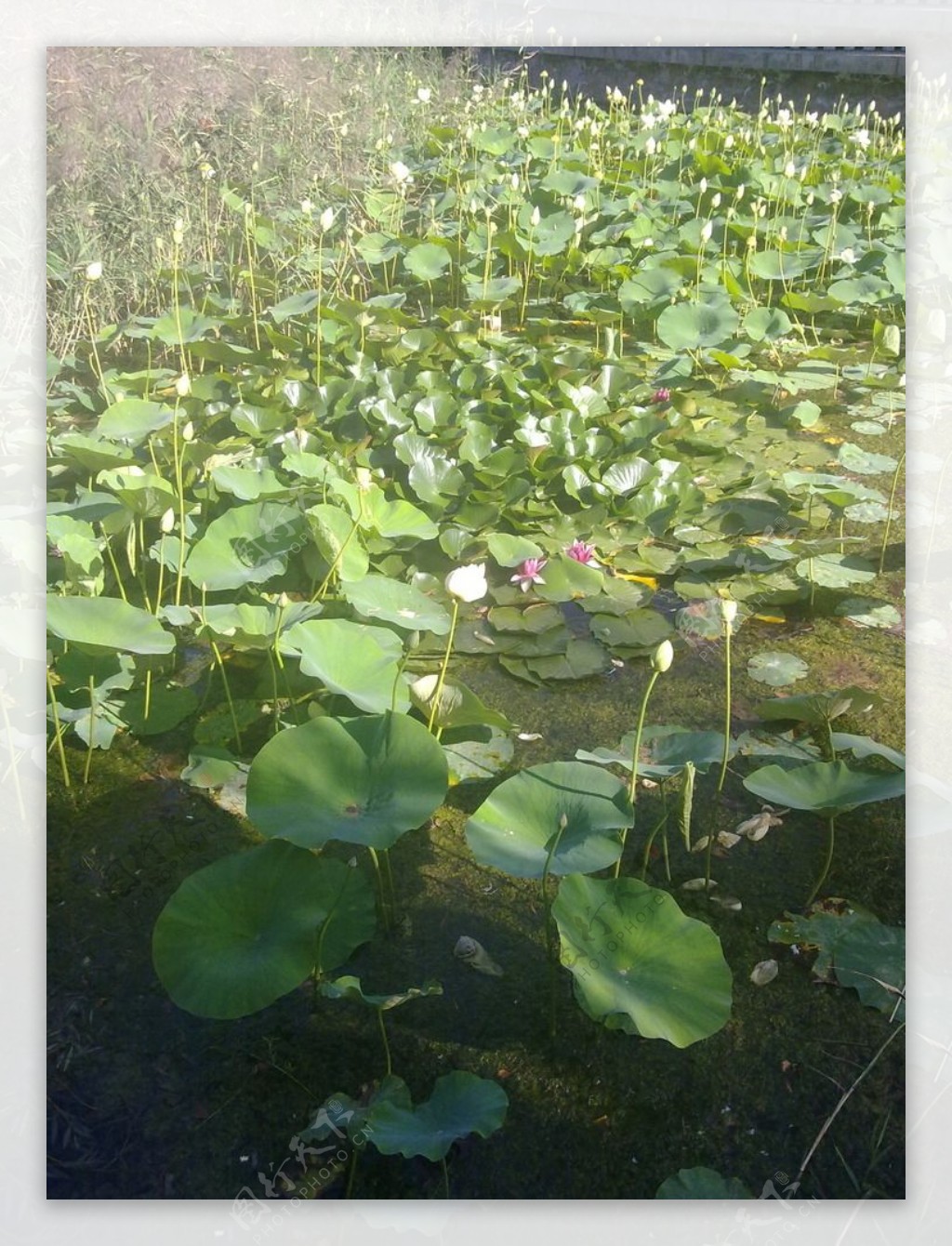 荷花池图片