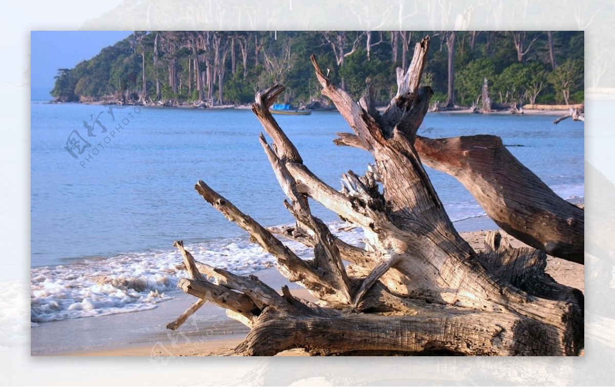 海边木头图片