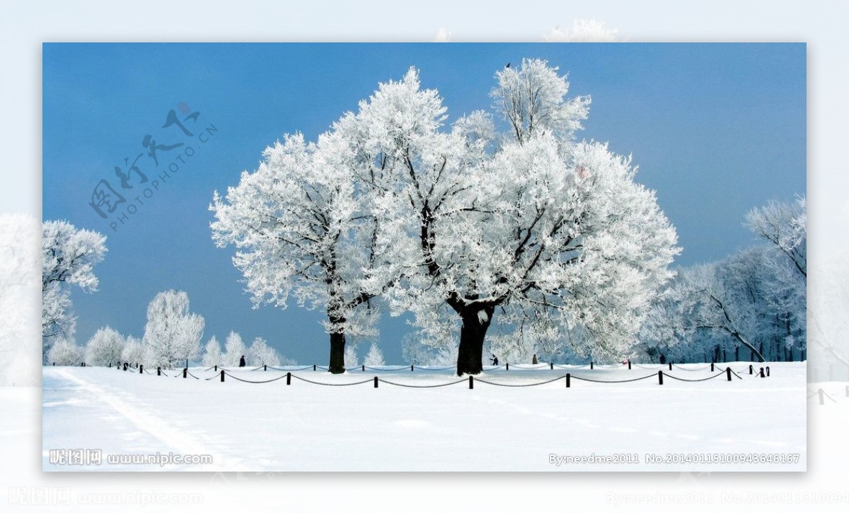 雪中大树图片