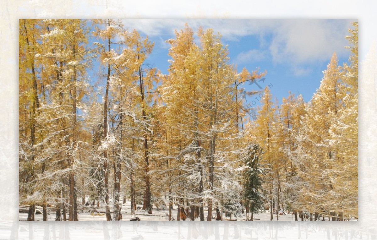 雪地上的金色森林图片