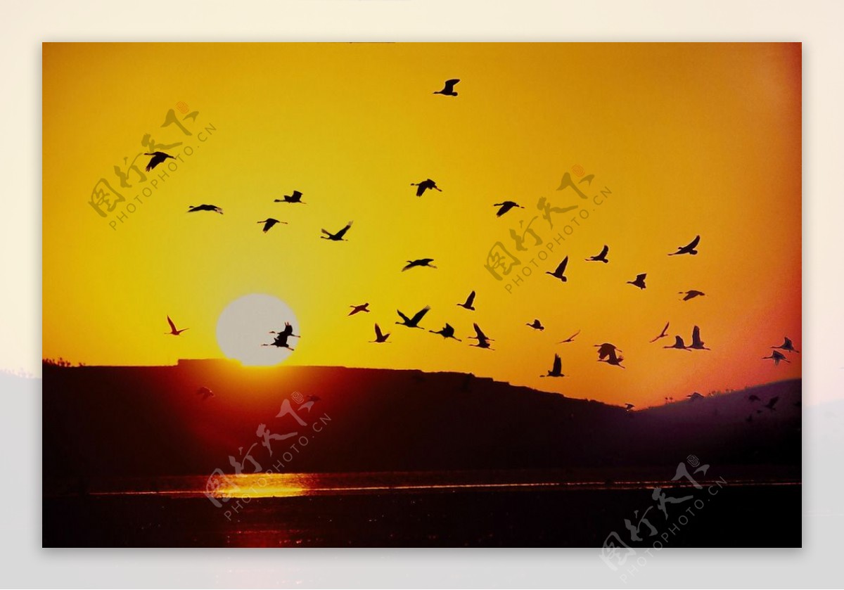 落日飞鸟图图片