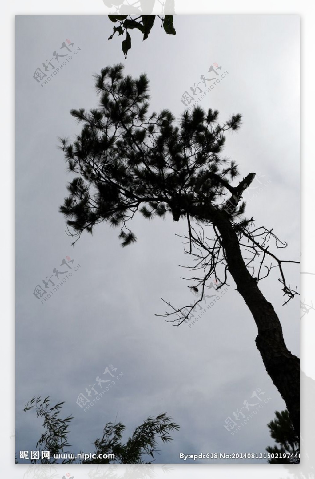 松树树影图片