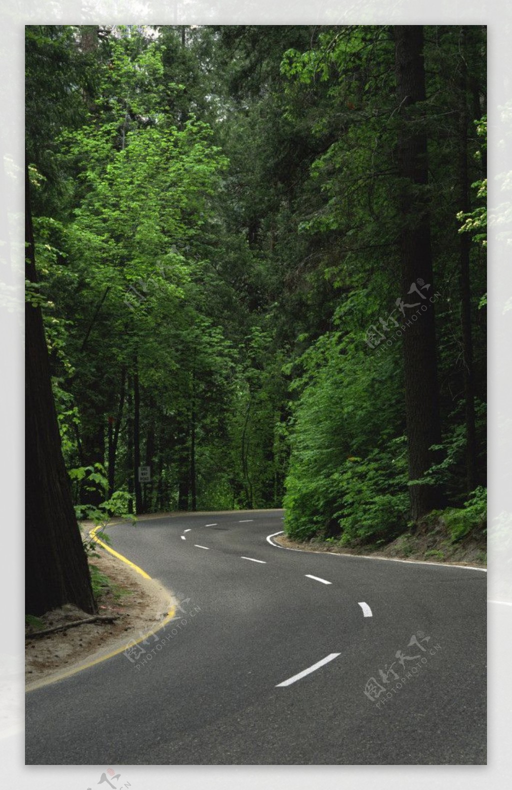 绿树林树林绿色公路图片