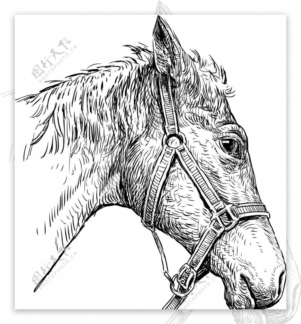 Horse Sketch by James Phua.
