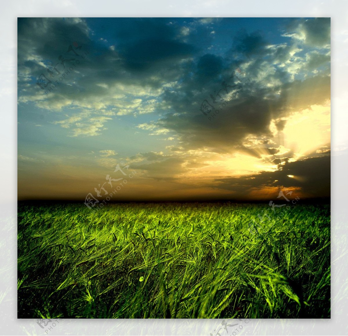 夕阳晚霞下的麦地麦田图片