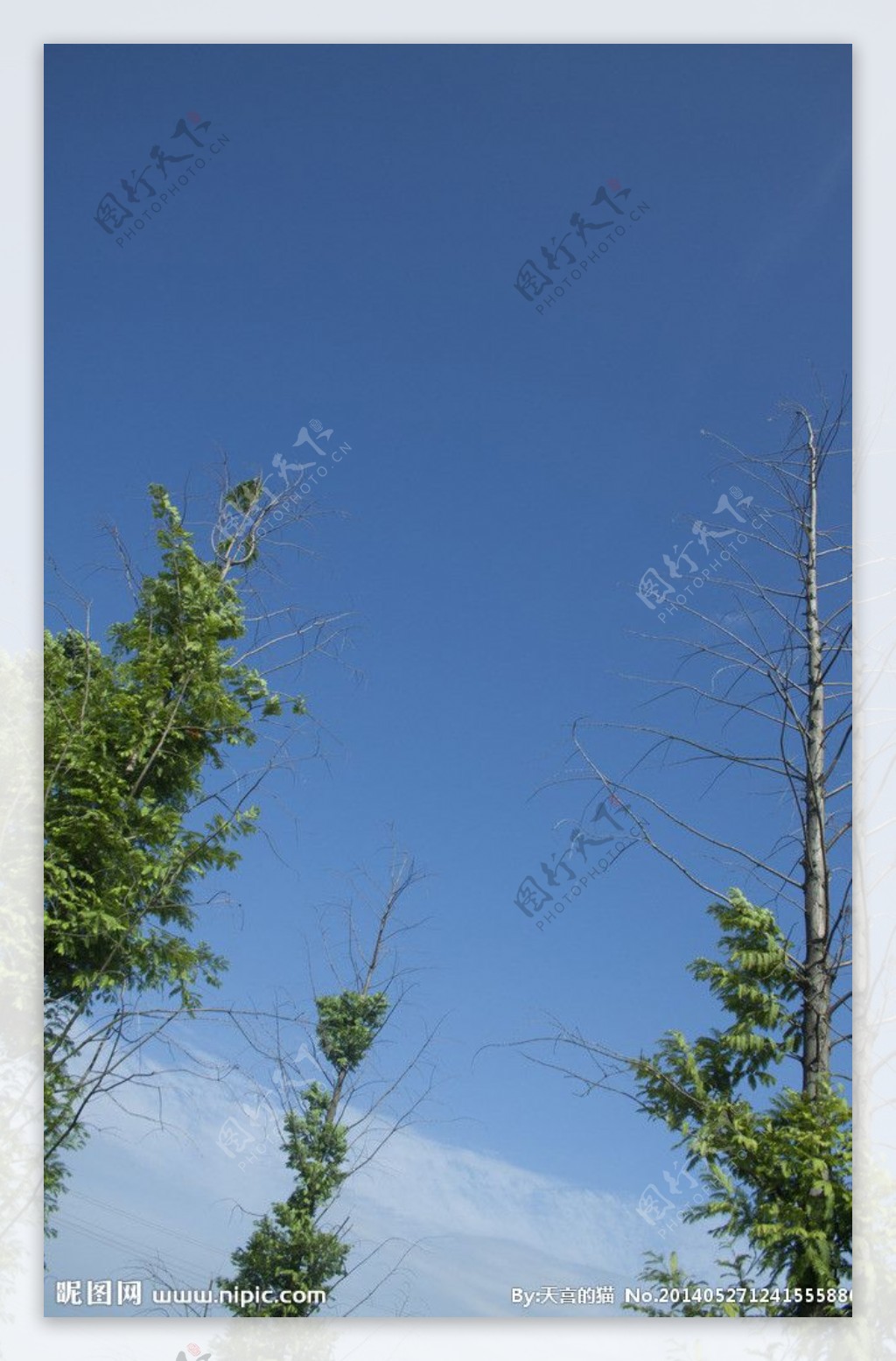 蓝色天空中的竹子图片