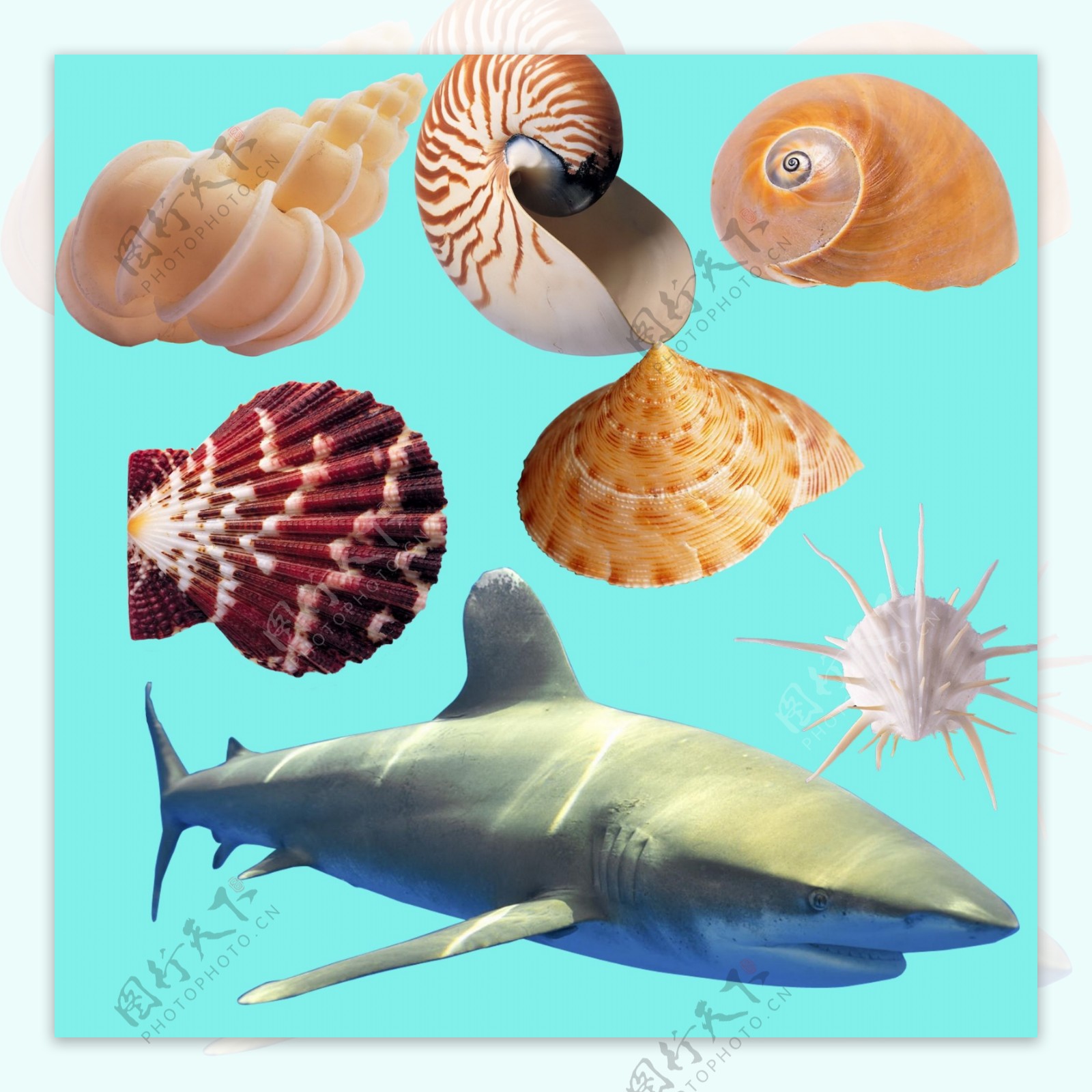 海螺扇贝鲨鱼图片
