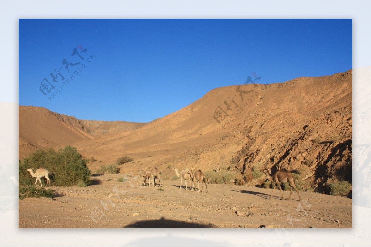沙漠骆驼群图片