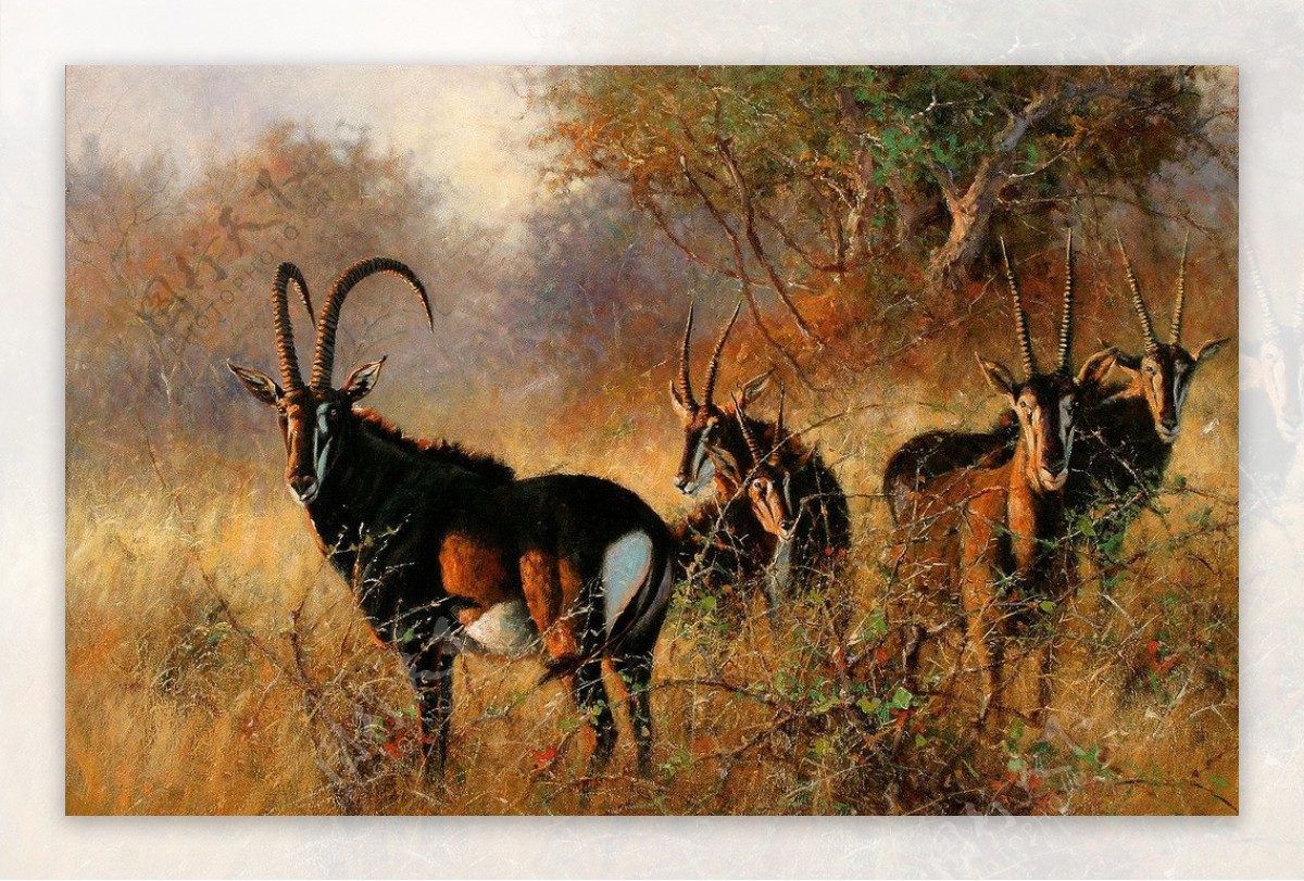 非洲草原的羚羊图片
