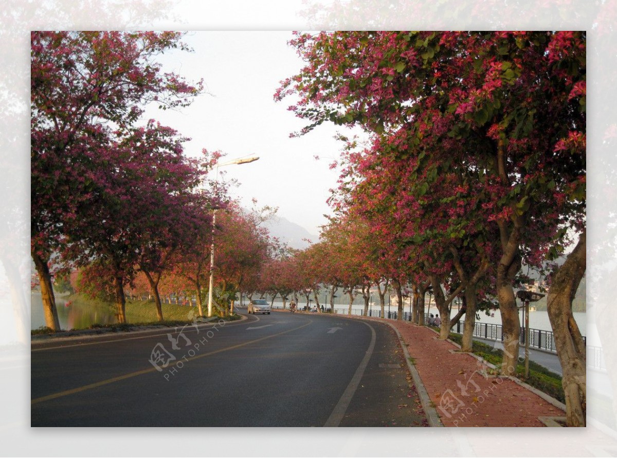 紫荆路景观图片