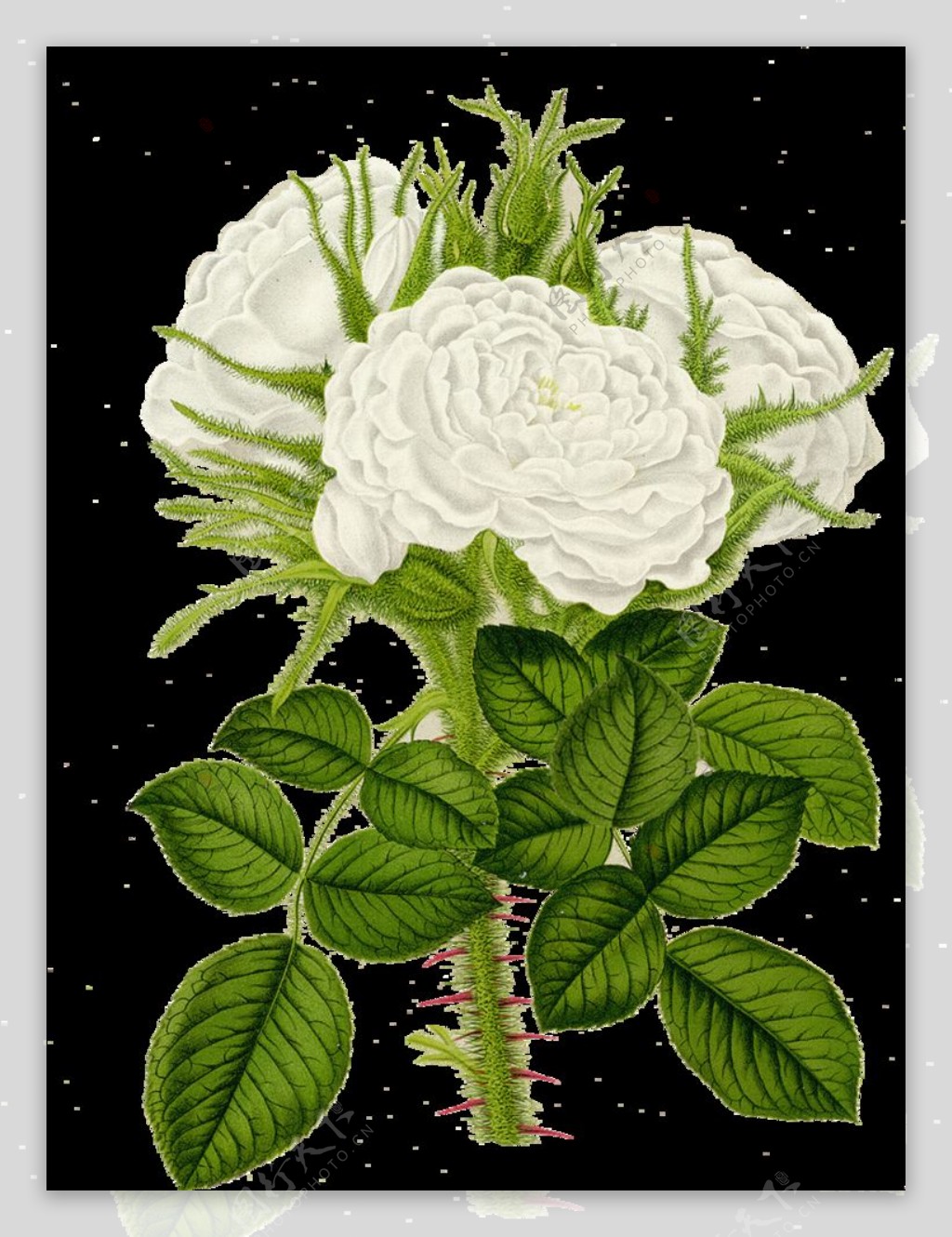 手绘白色蔷薇花图片
