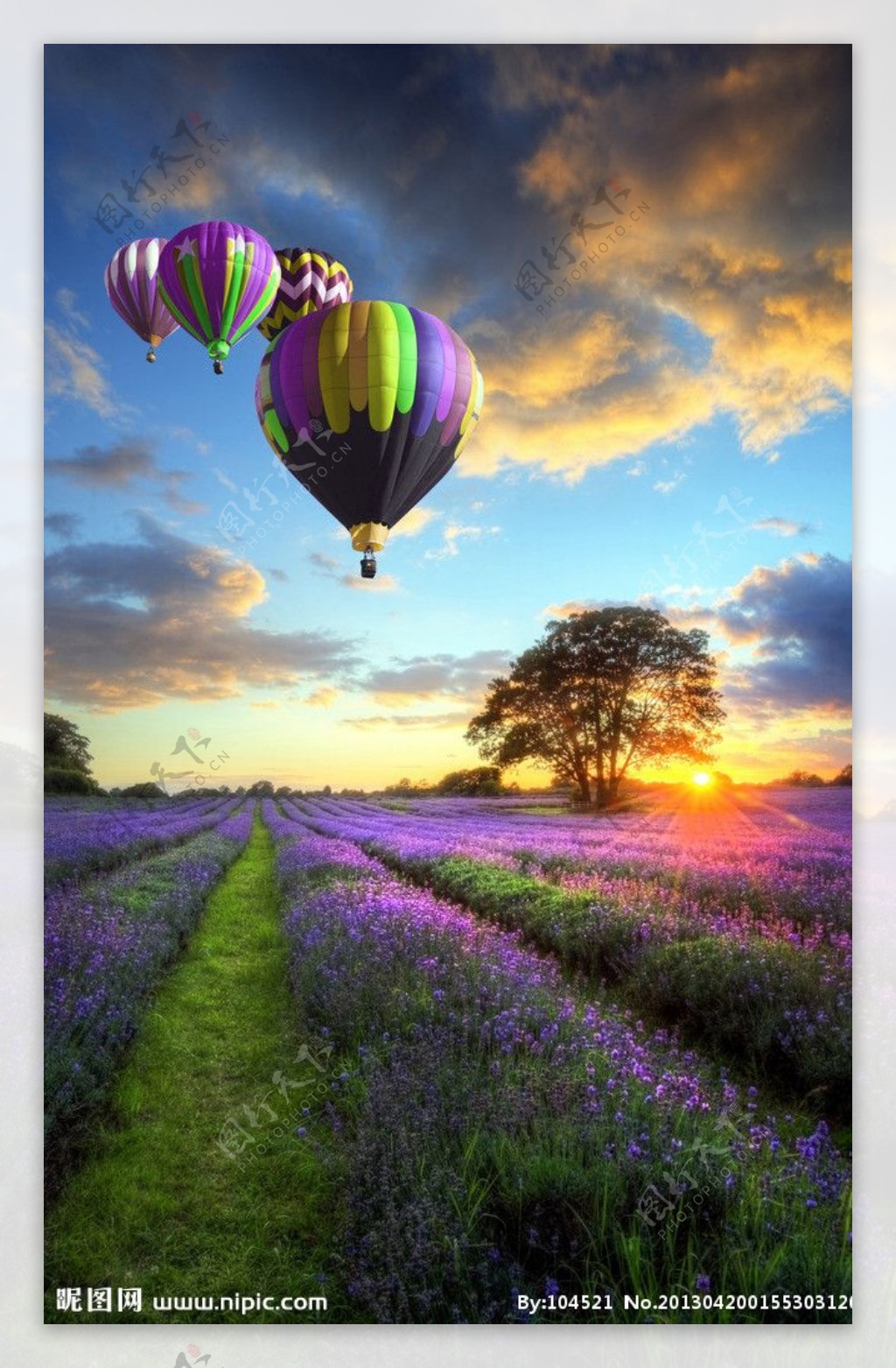 薰衣草上空的热气球图片
