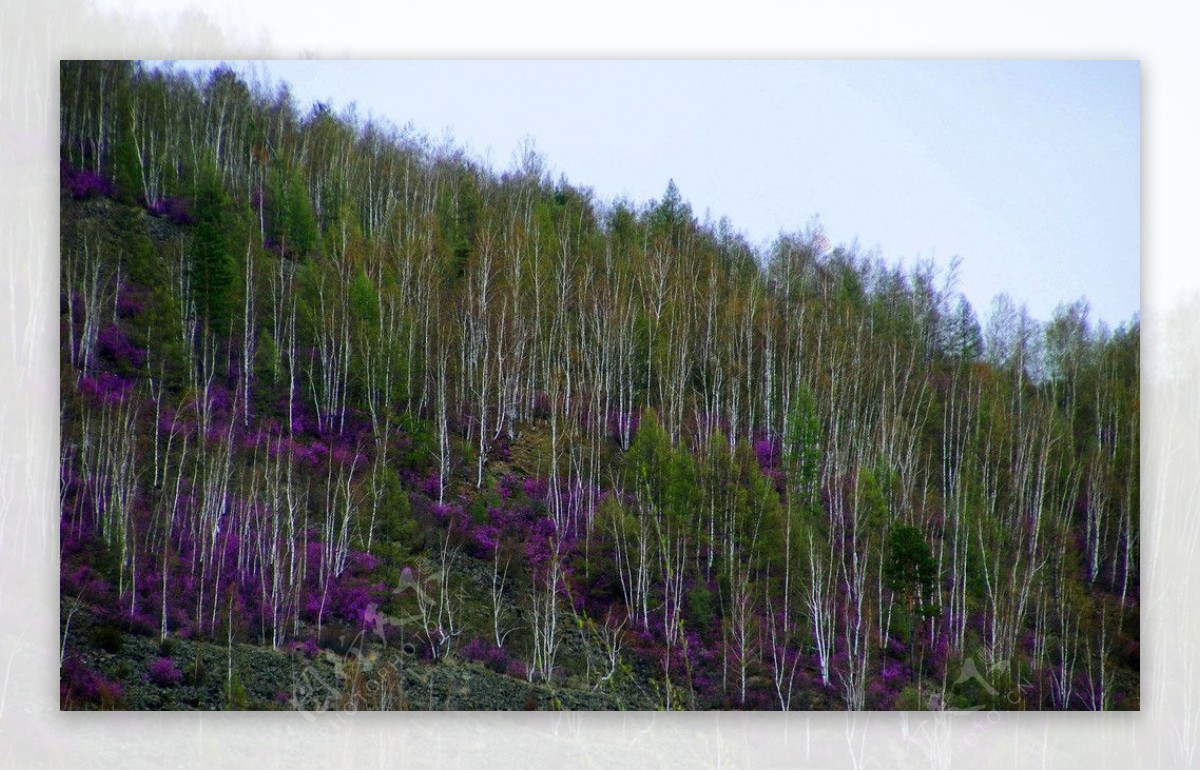 村鹃花开满山坡图片