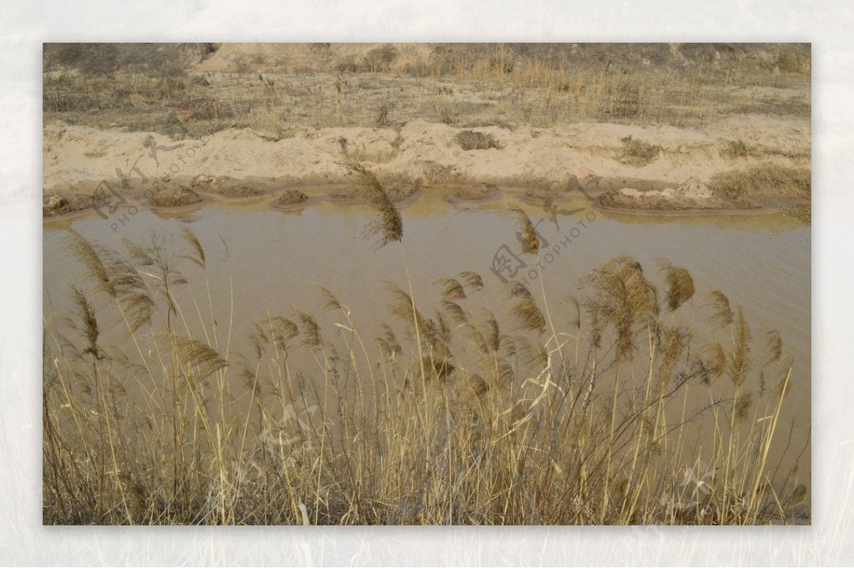 芦苇黄河支流风景图图片