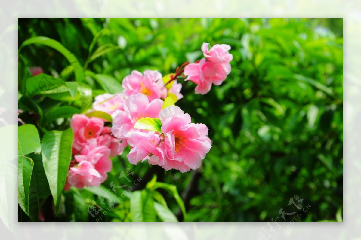 粉色花朵绿草鲜花图片